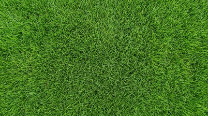Fototapeta premium Vibrant green grass lawn texture viewed from top down perspective creating natural organic pattern.