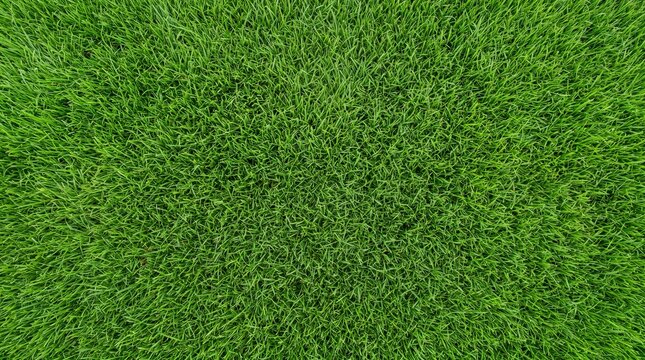 Vibrant green grass lawn texture viewed from top down perspective creating natural organic pattern.