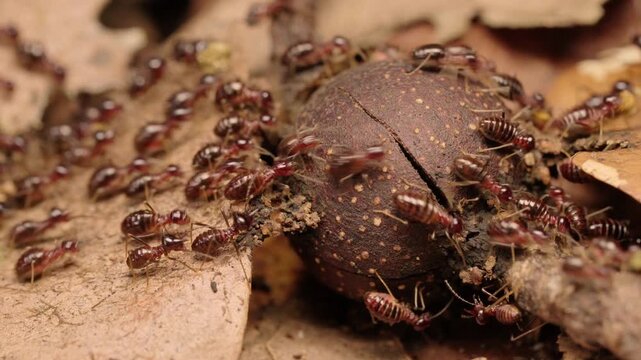 Macro Close-up of Termite Workers Foraging on Dry Leaves in Forest Litter