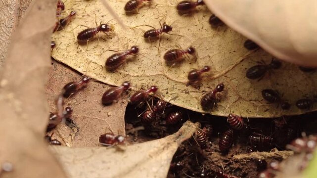 Macro video of termite workers moving across dry leaves and decaying wood while transporting organic material on the forest floor, highlighting decomposition and ecosystem activity.