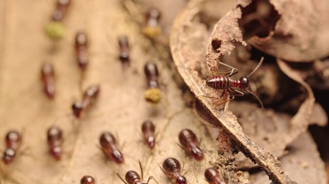 Macro video of termite workers moving across dry leaves and decaying wood while transporting organic material on the forest floor, highlighting decomposition and ecosystem activity.