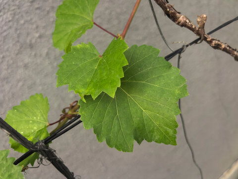Grape leaves are broad, lobed green foliage from the grapevine, valued for their distinctive shape, rich texture, and ornamental appeal. Widely used in vineyards, gardening, culinary traditions, and b