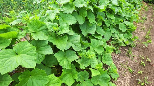Vibrant green cucumber patch growing in garden during daytime, showcasing healthy foliage and natural agricultural setting, plant cultivation outdoor scene, lush vegetation