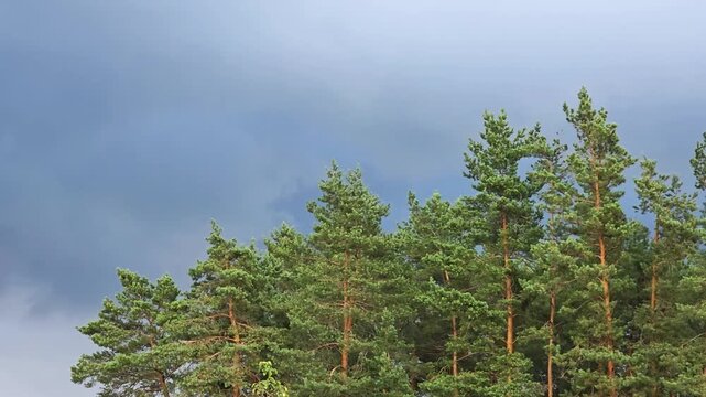 Tall pine trees reaching for cloudy sky, lush green foliage of forest canopy contrasting with dark and somber overcast heavens, natural outdoor woodland scene with atmospheric mood, copy space