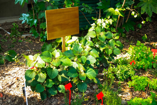 wooden sign in a garden