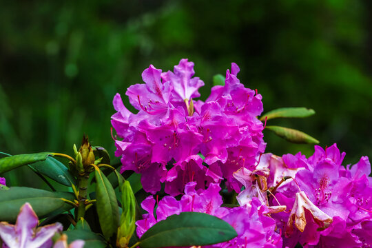 A colorful close-up of a lush pink-purple rhododendron inflorescence with green leaves against a blurred natural background.
