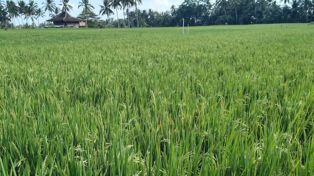 Green rice plants swaying gently in a tropical paddy field, with palm trees and a small rural shelter in the background.