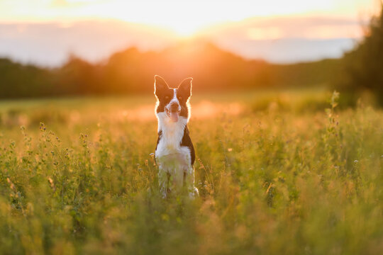 Border Collie at sunset on a summer meadow