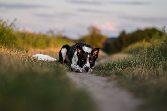 Border Collie lying on the road at sunset