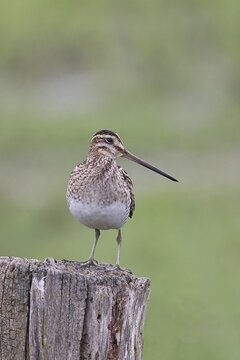 Snipe (Gallinago gallinago), standing on fence post of a pasture, on moorland, snipe birds, wildlife, nature photography, Ochsenmoor, Naturpark D&uuml;mmer See, H&uuml;de, Lower Saxony, Germany