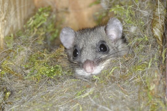 Edible dormouse (Glis glis) in a nesting box as a summer roost, animal portrait, Siegerland, North Rhine-Westphalia, Germany