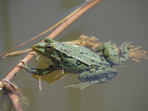 Pool frog (Pelophylax lessonae) in the water. Neeracher Ried nature reserve, Neerach, Canton Zurich, Switzerland
