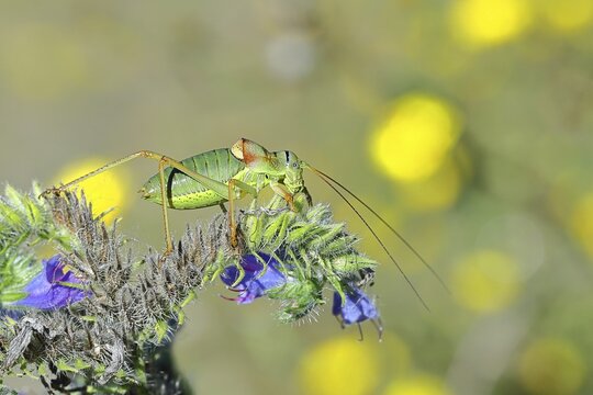 Steppe saddle grasshopper, steppe saddle grasshopper (Ephippiger ephippiger), male, on Viper's bugloss (Echium vulgare), with bokeh in the background, leafhoppers, long-fingered grasshoppers, Red List of Germany, specially protected species, critically endangered, Cochem, Moselle, Rhineland-Palatinate, Germany