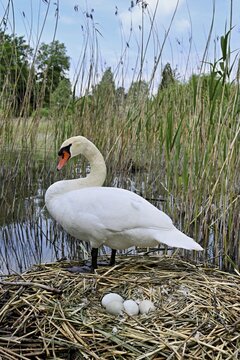 Mute swan (Cygnus olor), adult male standing on nest next to clutch of four eggs, Lake Zug, Cham, Switzerland