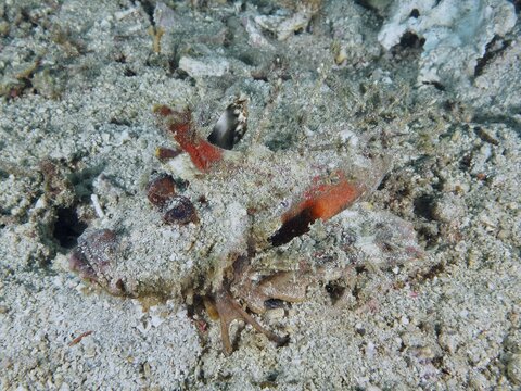 Camouflaged fish, Spiny Devilfish (Inimicus didactylus), resting on sandy seabed with organic fragments, dive site Pidada, Penyapangan, Bali, Indonesia