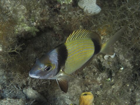 Ein Fisch mit gelben Flossen und Streifen, Zweibindenbrasse (Diplodus vulgaris), schwimmt &uuml;ber den Meeresboden. Tauchplatz Hausriff, Stoja, Pula, Kroatien, Mittelmeer