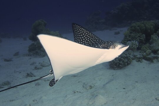 Spotted eagle ray (Aetobatus narinari), House reef dive site, Mangrove Bay, El Quesir, Red Sea, Egypt
