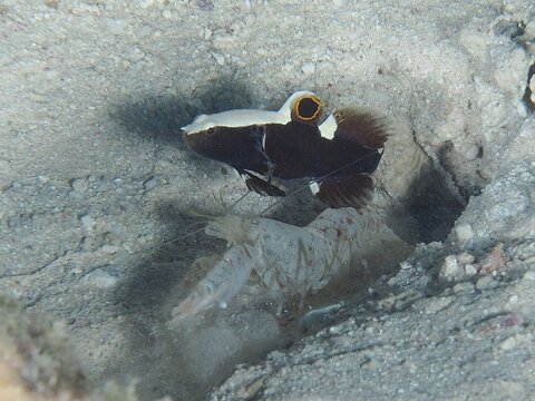 Barnacle partner goby (Lotilia graciliosa) and red spot crab (Alpheus rubromaculatus), dive site House Reef, Mangrove Bay, El Quesir, Red Sea, Egypt