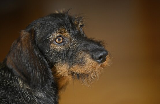 Rough-haired dachshund (Canis lupus familiaris) puppy, male, 1 year, animal portrait, Baden-W&uuml;rttemberg, Germany