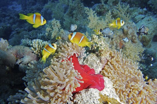 Several red sea clownfishes (Amphiprion bicinctus) in their splendour anemone (Heteractis magnifica) . Dive site Panorama Reef, Hurghada, Egypt, Red Sea