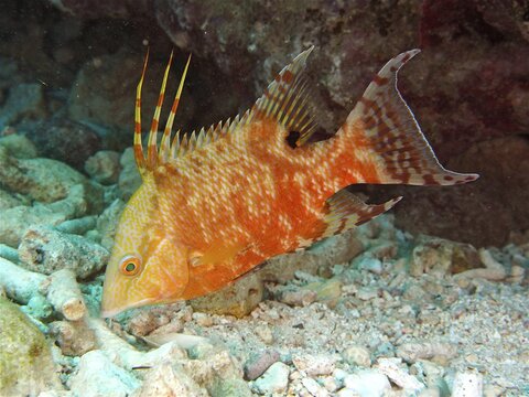 Hogfish (Lachnolaimus maximus) . Changes colour. Dive site John Pennekamp Coral Reef State Park, Key Largo, Florida Keys, Florida, USA