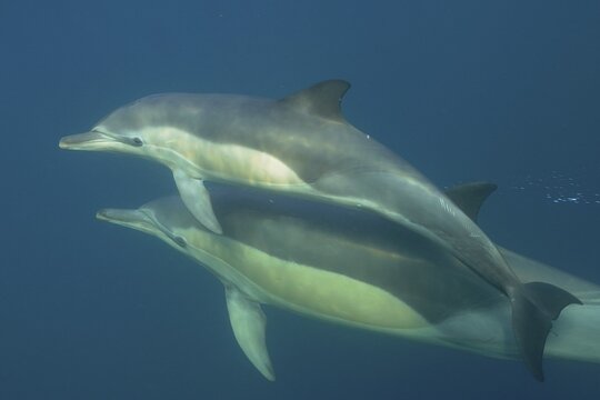 Short-beaked common dolphin (Delphinus delphis) with juvenile. Dive site Coffee Bay, Eastern Cape, South Africa