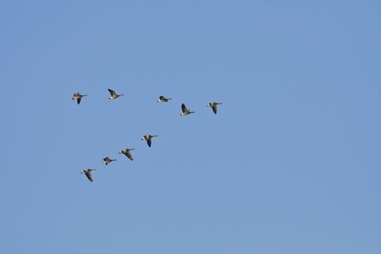 Greylag geese (Anser anser) in flight in arrow formation, Lower Rhine, Bieslicher Insel, North Rhine-Westphalia, Germany