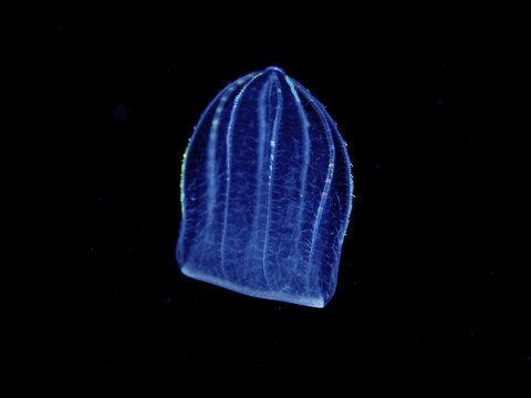 Mediterranean melon jellyfish (Beroe ovata), comb jellyfish, at night, dive site Riviera Beach, Florida, USA
