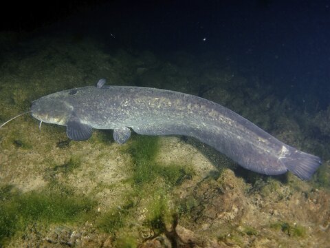 Catfish (Silurus glanis) at night, dive site Klosterinsel, Rheinau, Rhine, Hochrhein, Switzerland, Germany