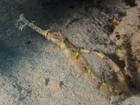 Ornate pipefish (Halicampus macrorhynchus), House Reef Dive Site, Mangrove Bay, El Quesir, Red Sea, Egypt