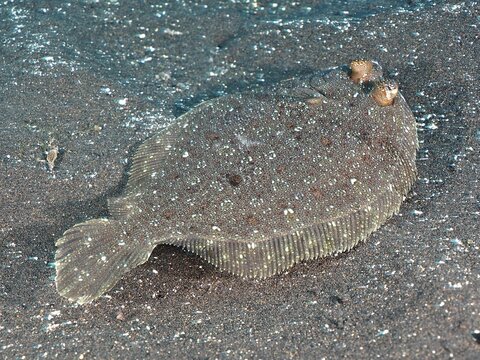 Flounder, wide-eyed flounder (Bothus podas) . Dive site Malpique, La Palma, Canary Islands, Spain, Atlantic Ocean