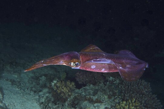 Lesson's reef squid (Sepiotheutis lessoniana) at night. Dive site Abu Dabab, El Naba, Marsa Alam, Egypt, Red Sea
