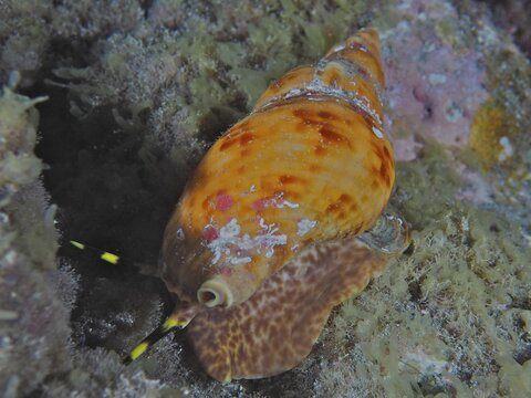 Atlantic triton (Charonia variegata), Los Cancajos dive site, La Palma, Canary Islands, Spain, Atlantic Ocean