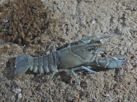 European crayfish (Astacus astacus), blue variant, at night, Terlinden dive site, Lake Zurich, K&uuml;snacht, Zurich, Switzerland