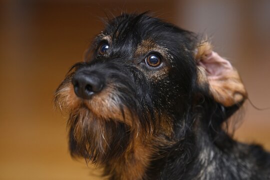 Wire-haired dachshund (Canis lupus familiaris) puppy, male, 9 months, ear turned down, pet portrait, Baden-W&uuml;rttemberg, Germany