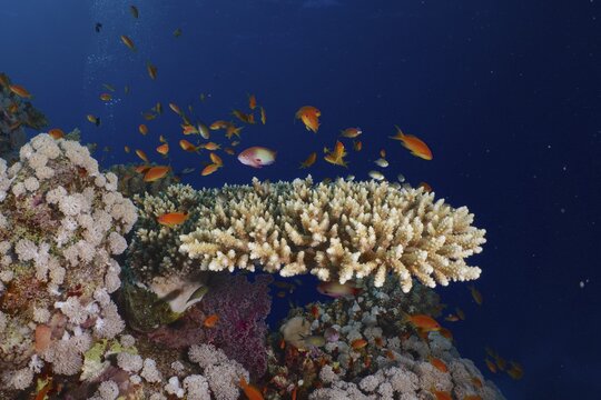Low staghorn coral (Acropora humilis) and shoal, group of sea goldie (Pseudanthias squamipinnis), Habili Jaffa dive site, St Johns reef, Saint Johns, Red Sea, Egypt