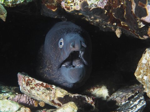 Mediterranean moray eel (Muraena helena) with open mouth in a dark rocky hideaway under water in the Mediterranean Sea near Hy&egrave;res, dive site Giens Peninsula, Provence Alpes C&ocirc;te d'Azur, France