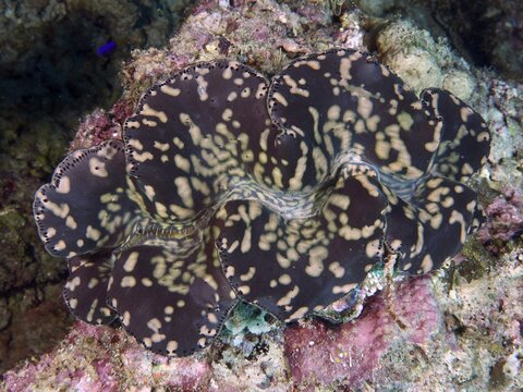 Giant black-beige clam, killer clam (Tridacna squamosa) with striking pattern on a coral reef, dive site Close Encounters, Permuteran, Bali, Indonesia