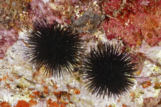 Two specimens of black sea urchin (Arbacia lixula) clinging to a rock underwater. Dive site Marine reserve Cap de Creus, Rosas, Costa Brava, Spain, Mediterranean Sea