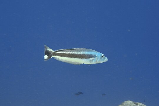 A blue-headed torpedo perch (Malacanthus latovittatus) swimming in the middle of the sea water, dive site Toyapakeh, Nusa Ceningan, Nusa Penida, Bali, Indonesia