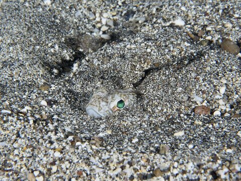 A venomous fish, the Peterm&auml;nnchen (Trachinus draco), camouflages itself in the sand, only the eyes are visible, dive site Playa, Los Cristianos, Tenerife, Canary Islands, Spain