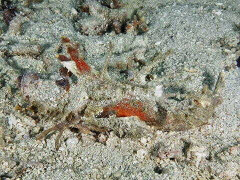 A well camouflaged creature, Spiny Devilfish (Inimicus didactylus), on the seabed, barely visible, dive site Pidada, Penyapangan, Bali, Indonesia