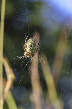 Aculepeira ceropegia, (Araneus ceropegia), macro photograph, spider, arachnid, Wilnsdorf, North Rhine-Westphalia, Germany