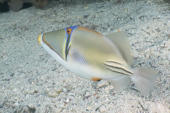Arabian arabian picasso triggerfish (Rhinecanthus assasi), Dive Site House Reef, Mangrove Bay, El Quesir, Red Sea, Egypt