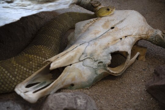 Venomous mexican west coast rattlesnake (Crotalus basiliscus), on cattle skull, captive, Germany