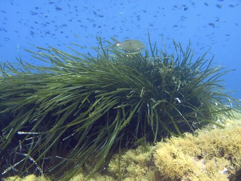 A fish swims over dense seagrass, Neptune grass (Posidonia oceanica), on the bottom in the Mediterranean Sea near Hy&egrave;res, dive site Peninsula Giens, Provence Alpes C&ocirc;te d'Azur, France