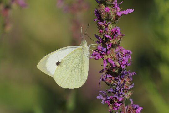 Cabbage butterfly (Pieris brassicae), on loosestrife (Lythrum salicaria), Wilden, North Rhine-Westphalia, Germany