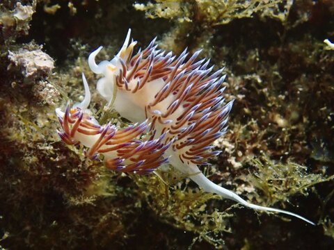 An elegant pair of colourful nudibranchs, Cratena peregrina, mating amidst marine plants in an underwater world. Dive site Marine reserve Cap de Creus, Rosas, Costa Brava, Spain, Mediterranean Sea