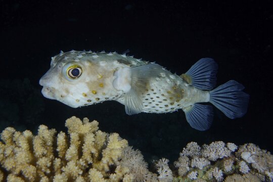 Spotbase burrfish (Cyclichthys spilostylus) at night. Dive site House Reef, Mangrove Bay, El Quesir, Red Sea, Egypt
