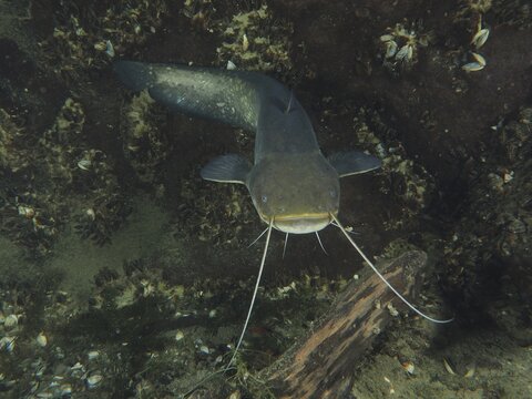 A close-up of a catfish (Silurus glanis), Waller, with clear barbels in an underwater landscape. Dive site Zollbr&uuml;cke, Rheinau, Canton Zurich, Rhine, High Rhine, Switzerland, Germany
